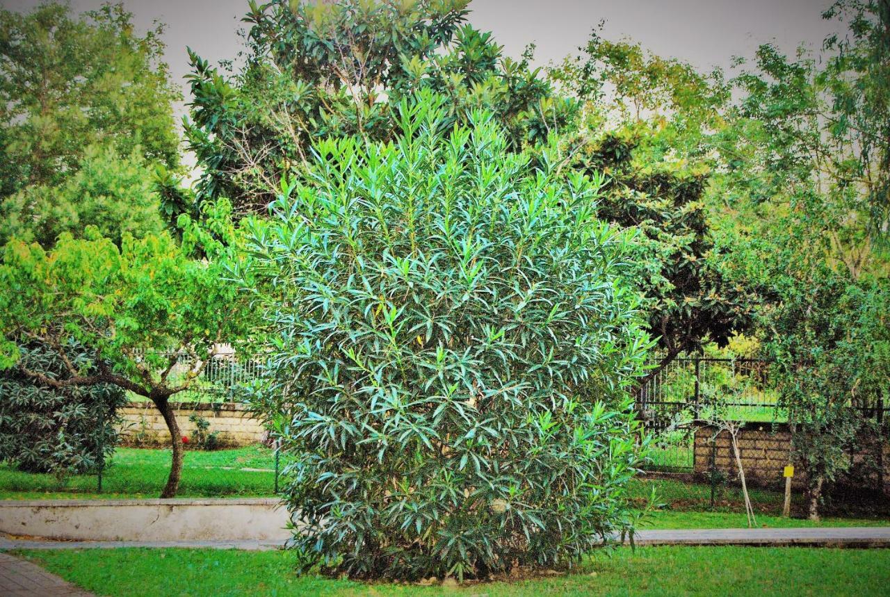 Roma Eur Bed & Breakfast Exteriér fotografie